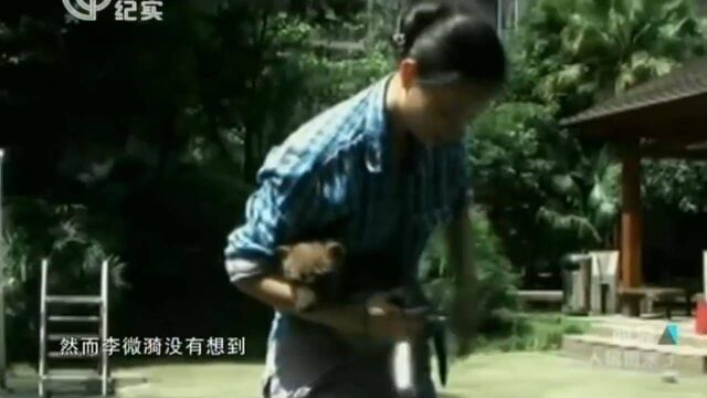 女子竟在小区喂养野狼,随着幼狼逐渐长大,男友对其安全产生担忧