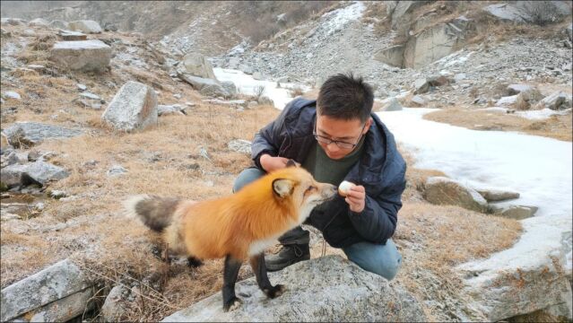 大山里发现一只野生火狐狸,零下20度冻得双腿发抖,看着太可怜了