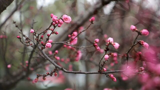 视频丨只是刚好路过一树梅花的盛放