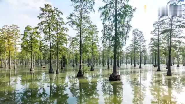 敲黑板!武汉亮出生物多样性“家底”