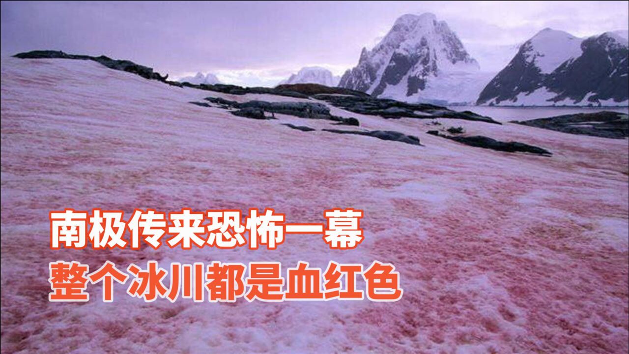 南极出现西瓜瓤般的红雪闻起来还有西瓜味却和西瓜没半点关系