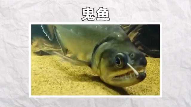 可怕的海洋生物鬼鱼