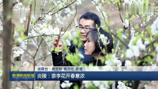 株洲炎陵:奈李花开春意浓