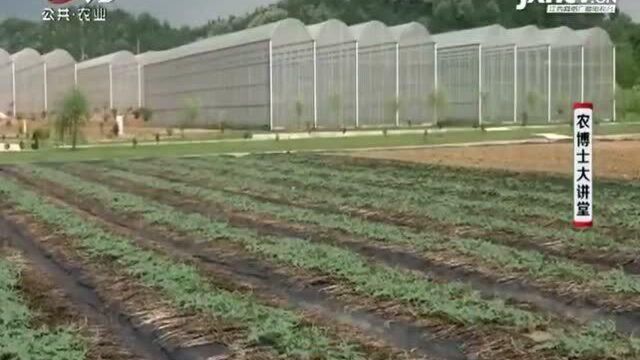 露地栽培西瓜大致有四个环节 具体演示坐瓜前的人工授粉