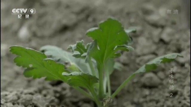 寻味顺德:菊花也能做成菜,这是顺德厨师的奇思妙想!