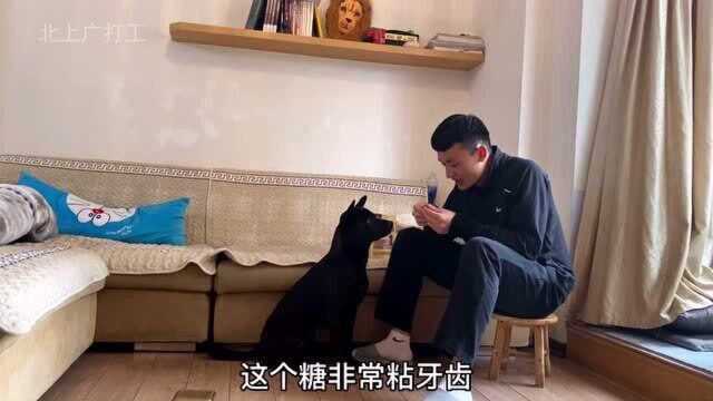 狗狗第一次吃糖果,激动得手舞足蹈,主人在旁边都看呆了!