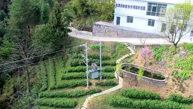 春茶已露尖尖角 青山绿水茶飘香