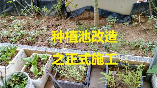 52种植池改造之正式施工