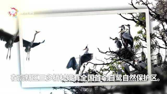 重庆白市驿三多桥白鹭自然保护区的万只鹭鸟又回来了