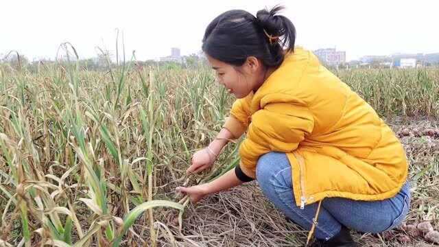 苹果妹帮大叔拔大蒜,现场表演生吃大蒜,辣出表情包