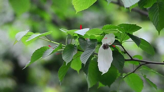 “植物活化石”珙桐在长沙首次开出“鸽子花”