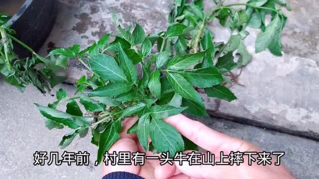 农村这种植物叫“接骨草”,你知道它的价值吗?挖些回家晒干