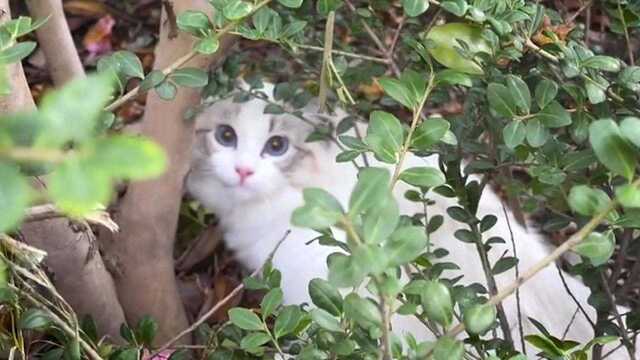 这小野猫也太好看了