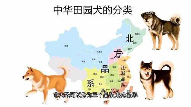 默默无闻的中华田园犬