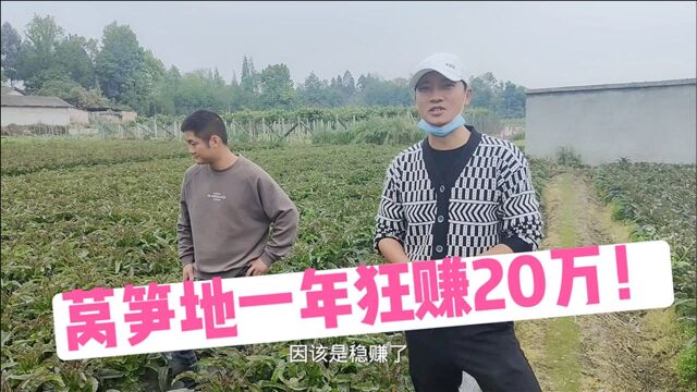 树哥兄弟种莴笋赚翻了,80亩地一年净赚20万!收益来得像流水一样