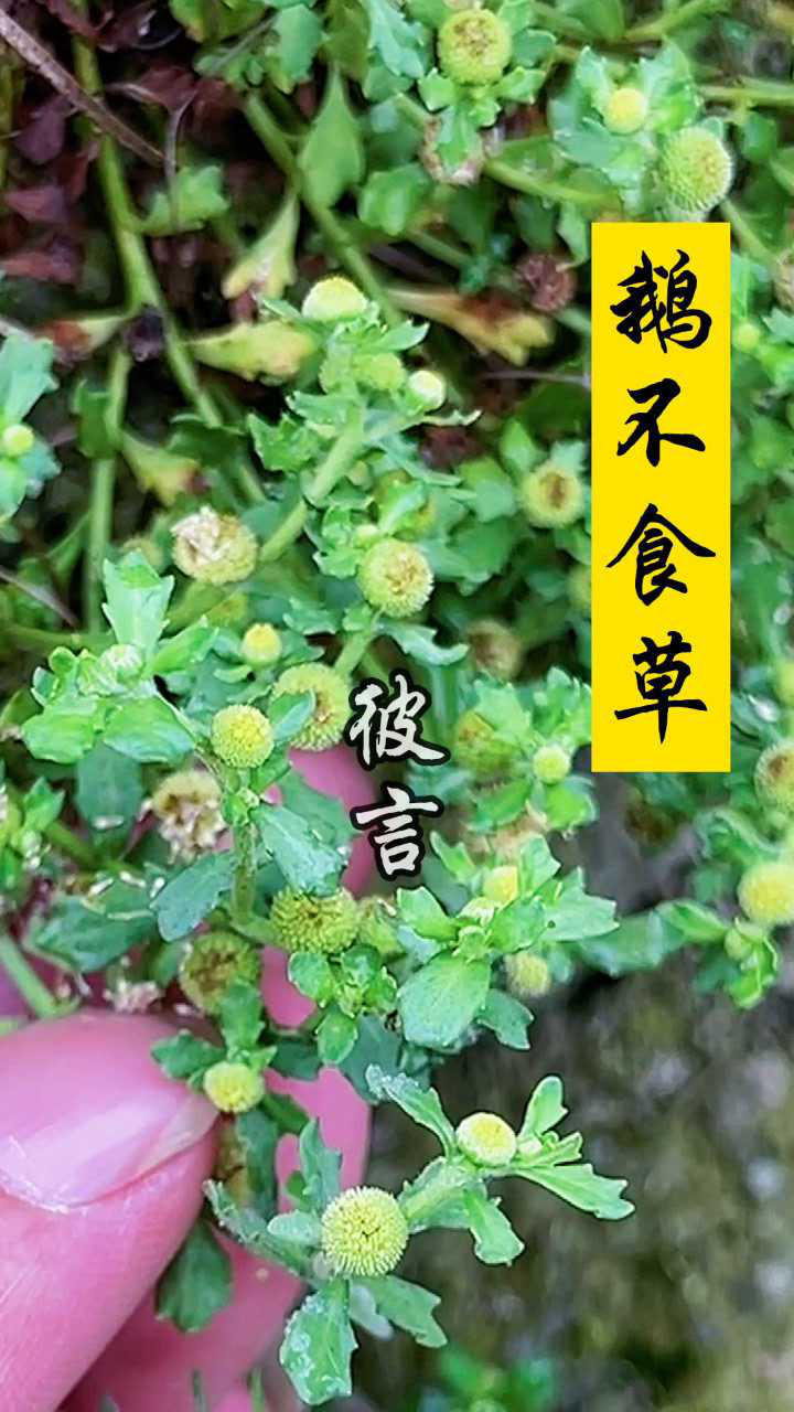 鹅不食草