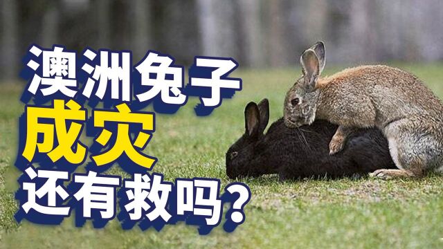 澳大利亚人与兔子的战争:靠吃解决不了兔子膨胀数量?