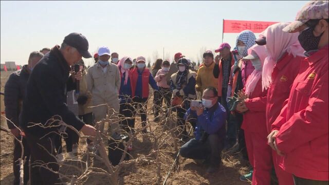 我县全力打好枸杞种植攻坚战 推动枸杞产业开新局