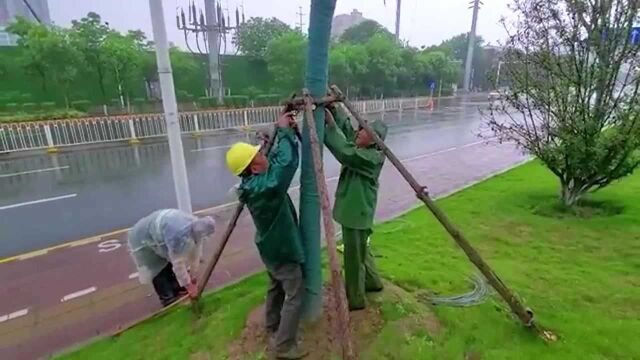 暴雨来之前,青山区提前加固大树