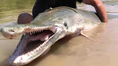 存在地球1亿年的淡水霸主,长着鳄鱼的巨口,却因捕捞濒临灭绝