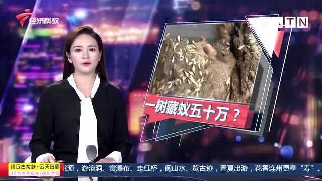 佛山禅城:河边绿化树遭蚁患 一棵紫荆藏超50万只白蚁?