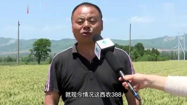 西农388受陕豫代理商追捧——陕西润农种业有限责任公司西农388千人观摩会在陕西扶风召开