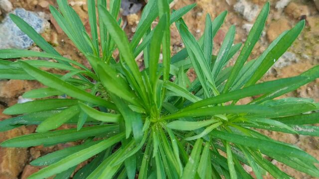 这种植物长得很漂亮,它叫小飞蓬草,一种野生中草药,来认识一下吧