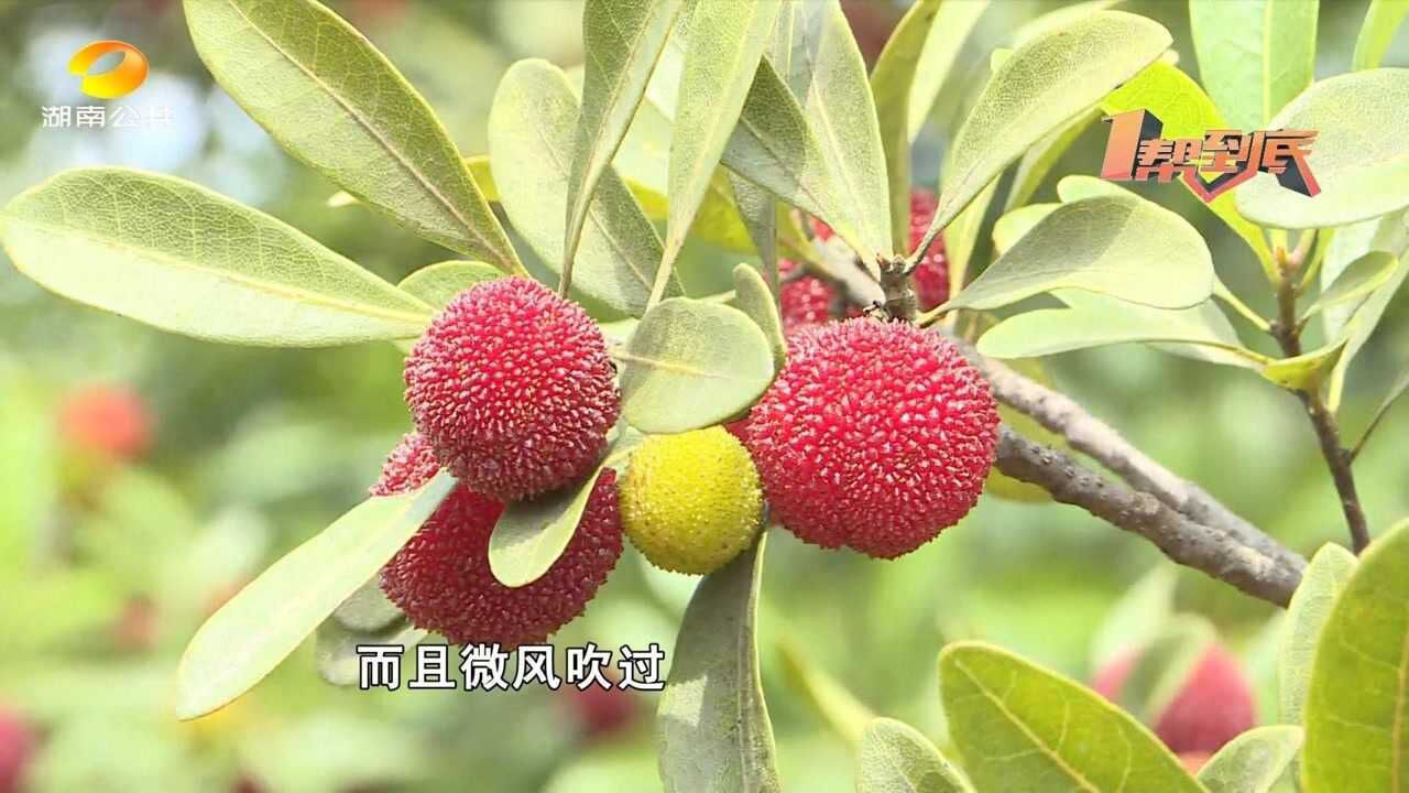 宁乡花明楼的乌梅熟了,果农却发愁了