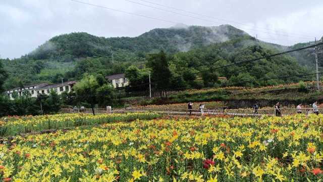 藏在秦岭大山里小村庄,满山遍野百合花,不少人来这打卡拍照