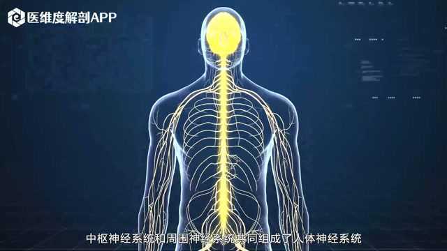 医维度3D人体解剖九大系统之神经系统