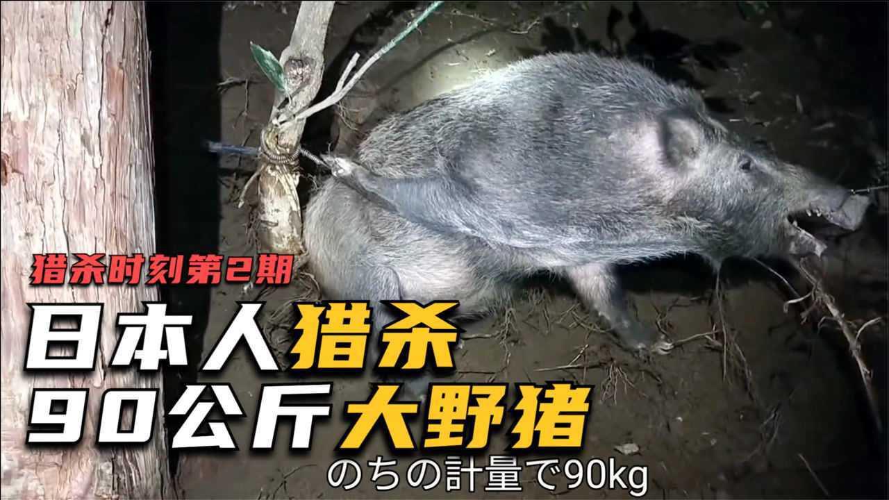 日本野猪泛滥成灾民间捕猪达人山里抓90公斤野猪紧张又刺激