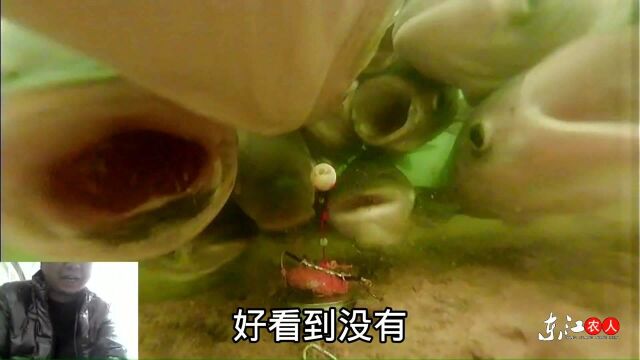 水下高清实拍:鲢鳙,鳊鱼,鲤鱼抢钩全过程,让人颠覆三观