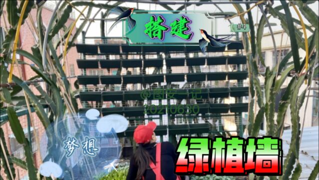 【图安一记】搭建梦想绿植墙(4)引发舒适的整齐格网