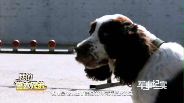 退役警犬的新“业务”