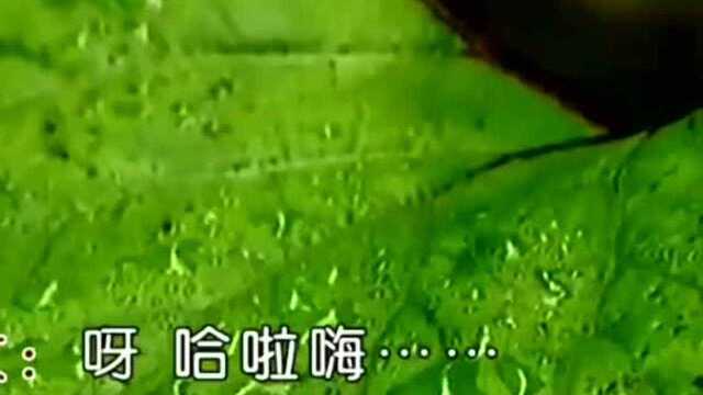 #读书会#歌曲/神奇的九寨