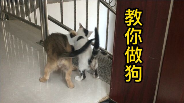 小熊:做狗这方面还得跟你学!