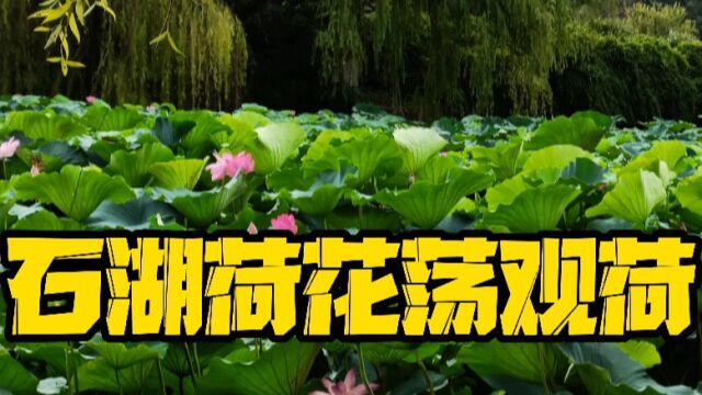 美丽的夏日,石湖荷花荡观荷