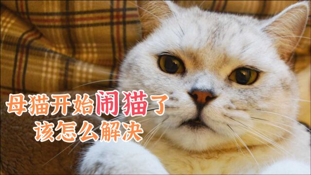 母猫开始闹猫了该怎么解决