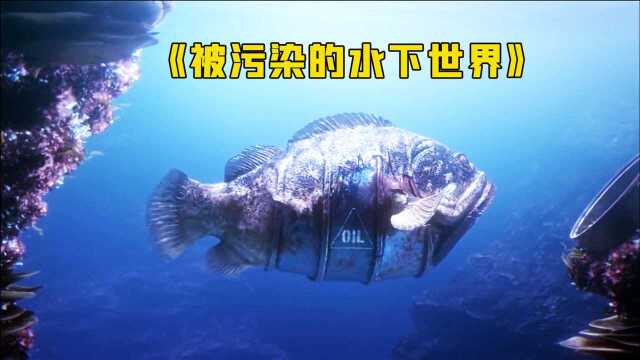 令人深思的海底世界,人类大肆破坏环境,海洋生物发生可怕变异