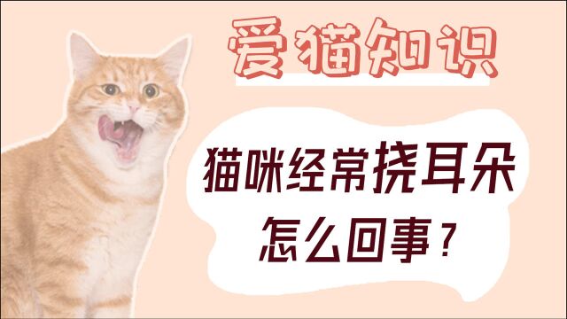 猫咪经常挠耳朵怎么回事?