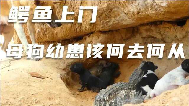 鳄鱼和狗123