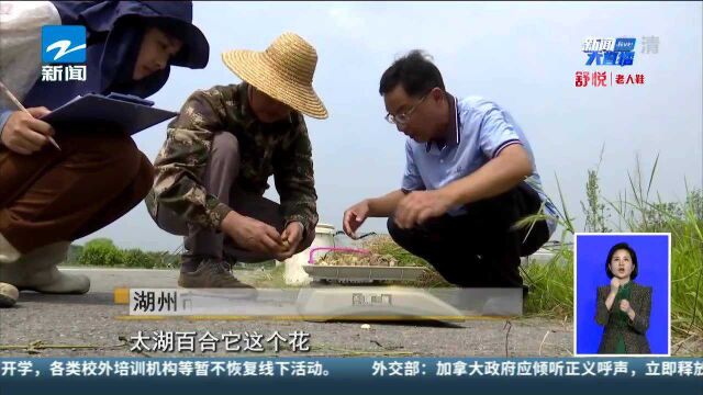 湖州:恢复太湖百合种质资源 留住记忆中的乡村味道