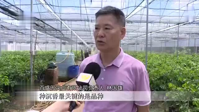 阳江百盛园:推广沉香种植助力乡村振兴