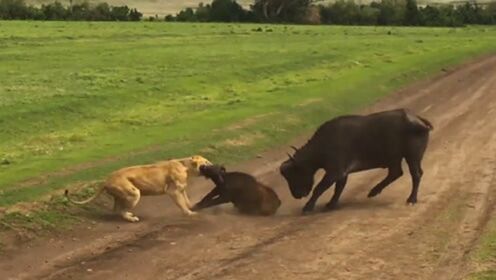 小牛被狮子咬脖，“救子心切”的野牛撞向狮子，结局让人意外！
