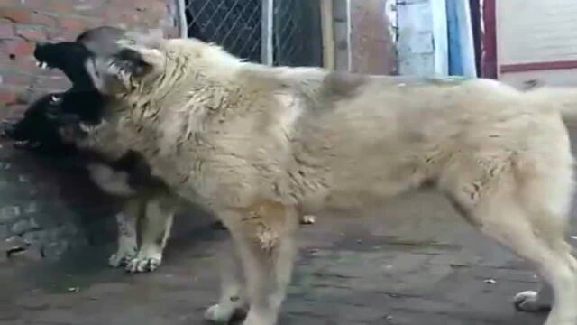 一头西班牙獒犬能唬住两条高加索犬,现场火药味浓,快要动手了