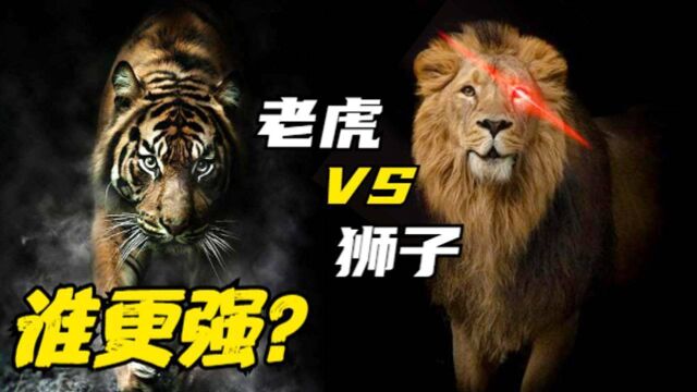 实力比拼:老虎 VS 狮子,谁更强?#明日创作计划短视频挑战赛#