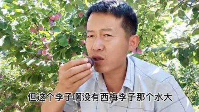 山西西梅李子成熟了,农户用这办法,一天卖了1000斤,厉害了