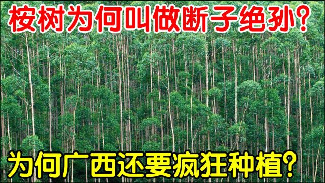 桉树誉为“断子绝孙树”为何广西当地人越骂越种?到底为什么?