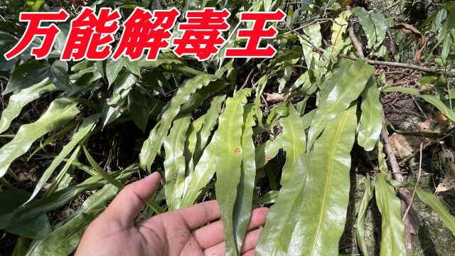 这下发财啦!药材厂老板300一斤收购“万能解毒王”,你家乡有吗