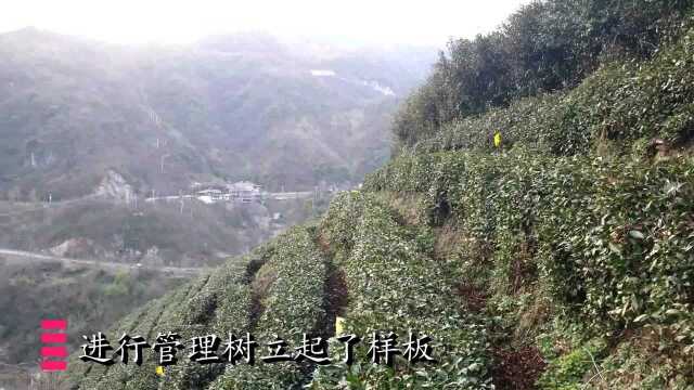 在海拔1000米左右建设万亩山地生态茶园,发展茶园旅游,云雾茶山(中)